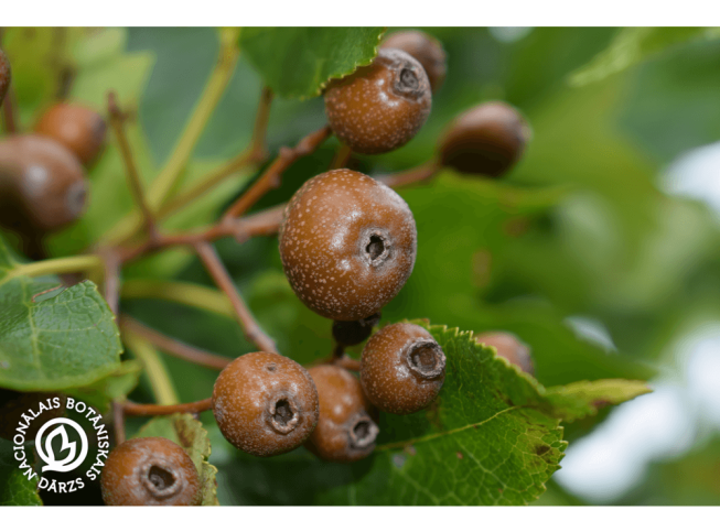 Sorbus torminalis